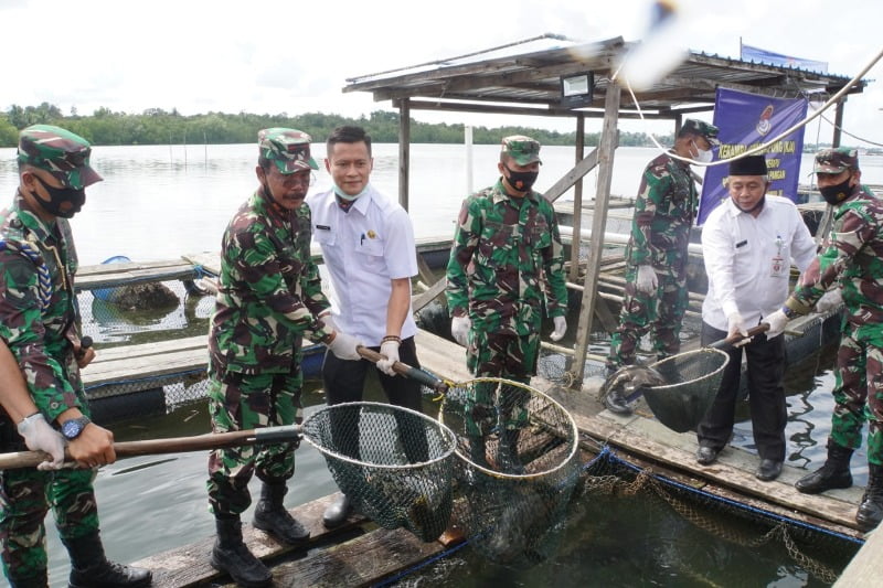 Lantamal IV Tanjungpinang Gelar panen Raya Ikan Kerapu Keramba Jaring Apung