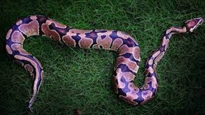 Menurut Primbon Jawa Sunda, Ini Arti Jika Bermimpi Ular Python Besar ...